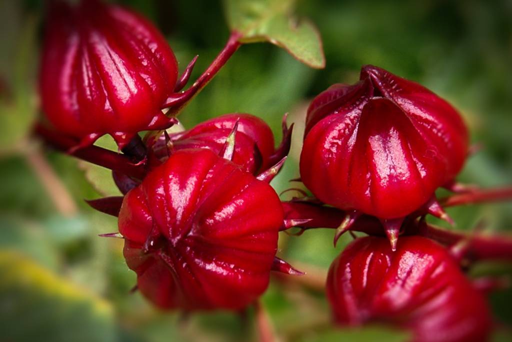 Hibiscus Flowers (Karkadeh)