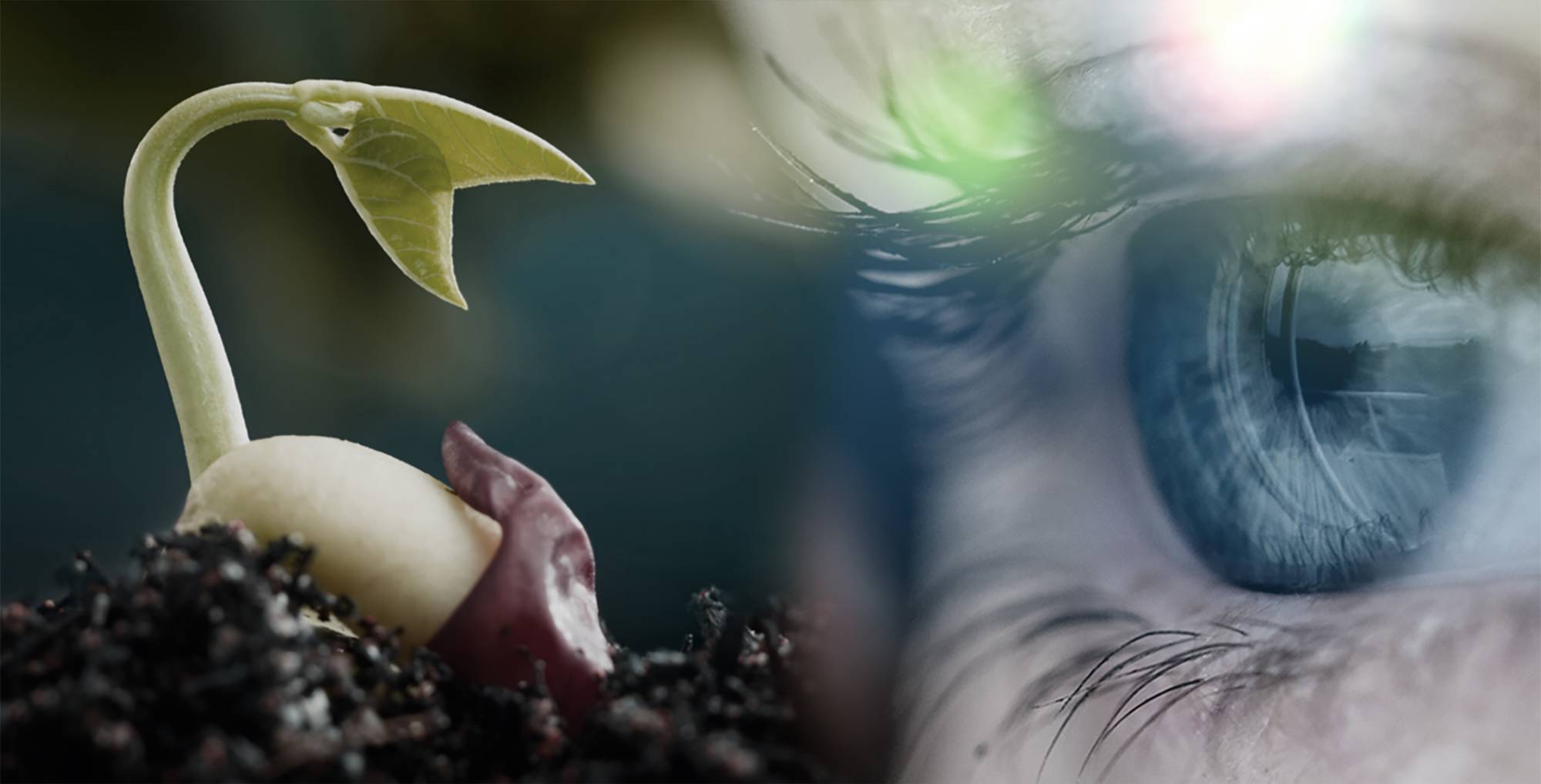 Our Vision